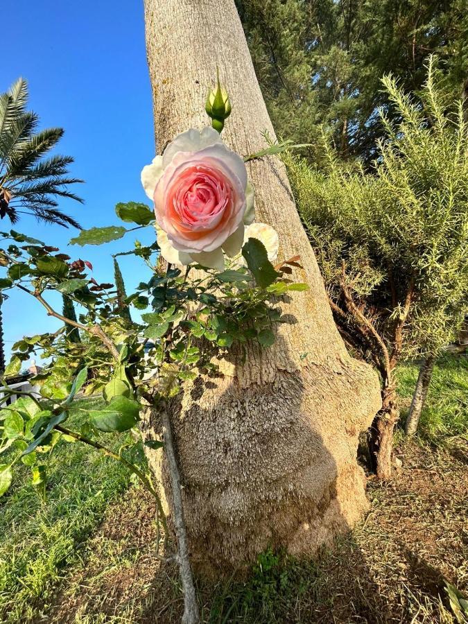La Finestra Sul Limone Bed & Breakfast Castelvetrano Dış mekan fotoğraf