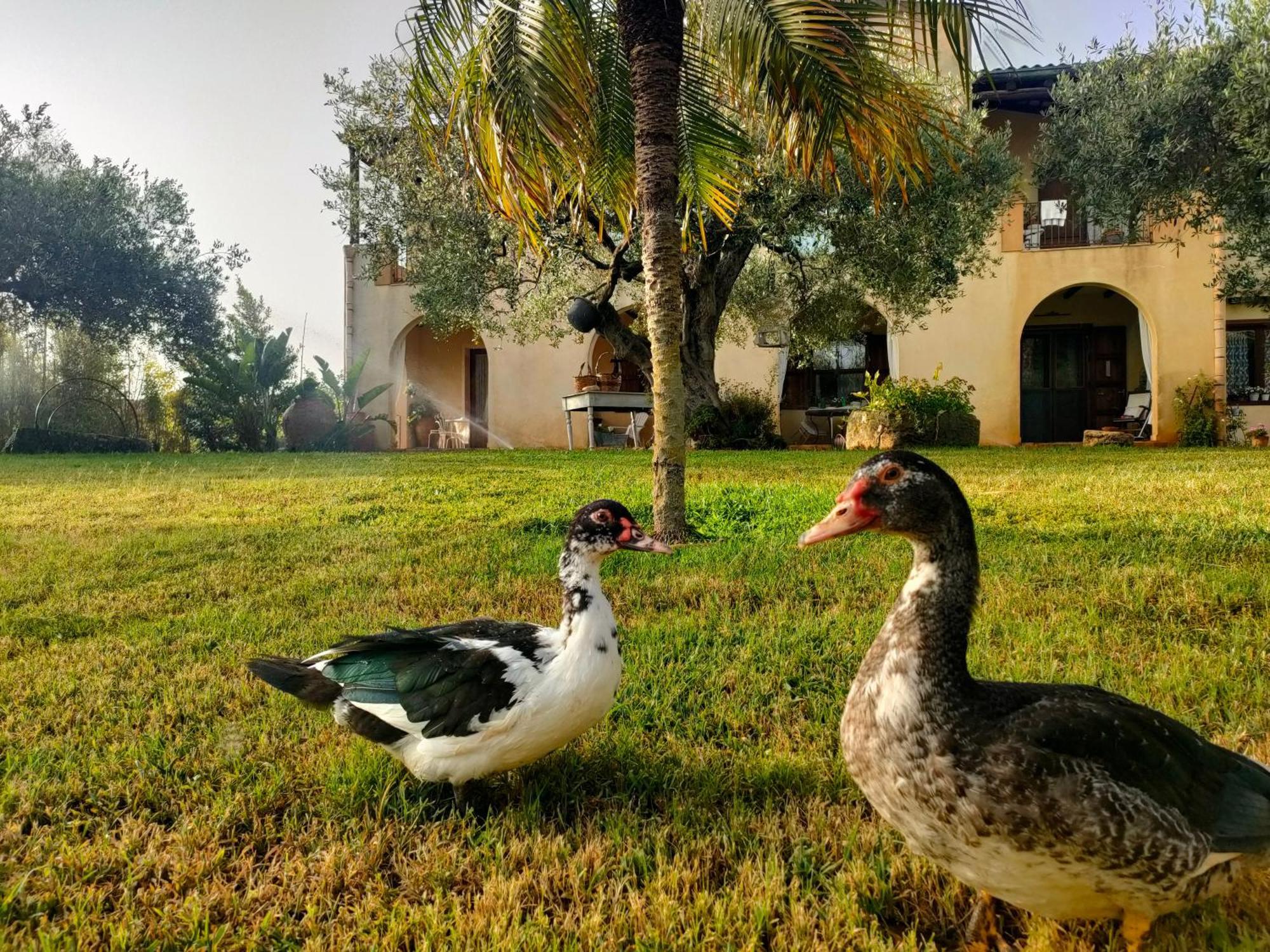 La Finestra Sul Limone Bed & Breakfast Castelvetrano Dış mekan fotoğraf