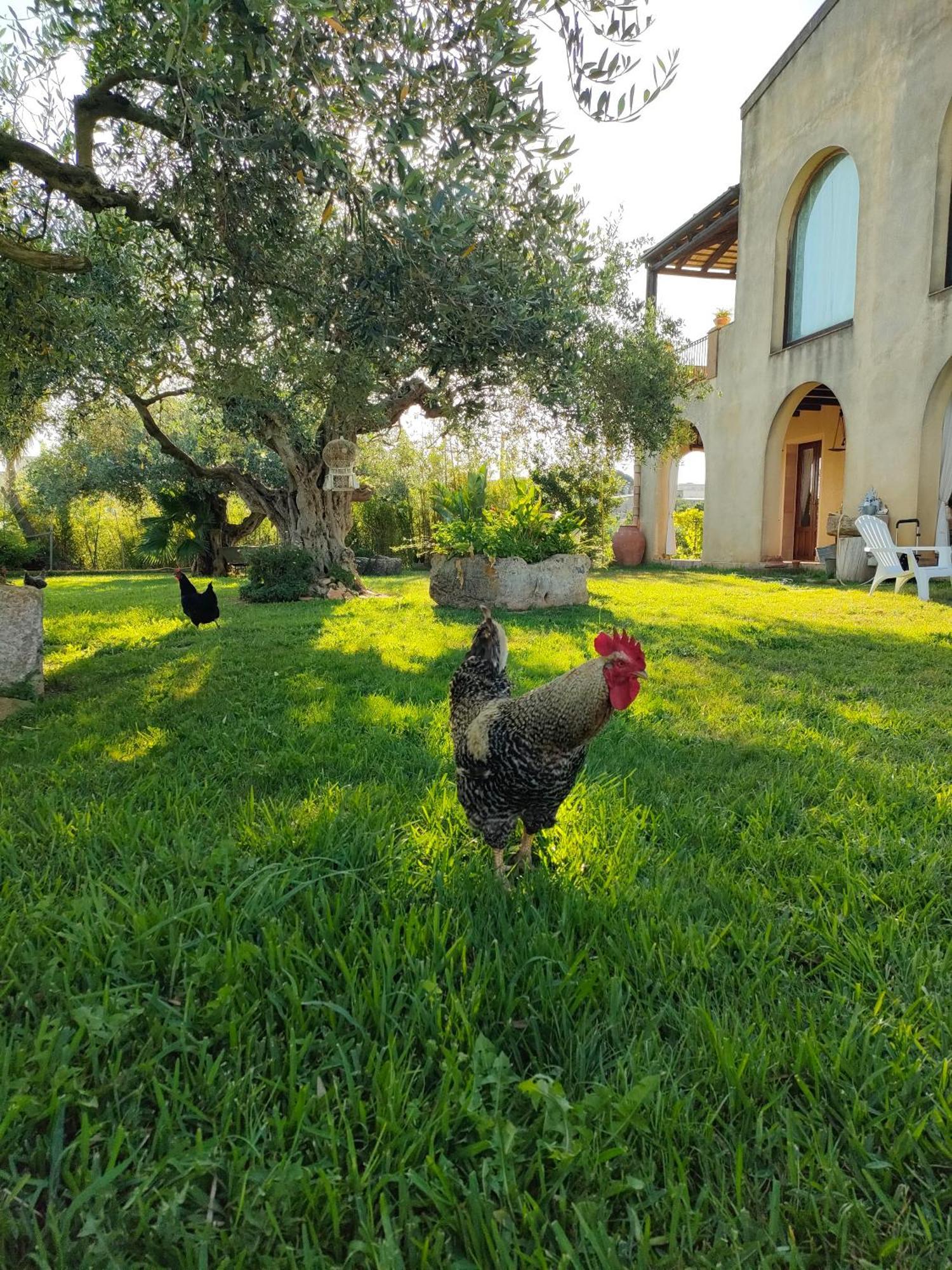 La Finestra Sul Limone Bed & Breakfast Castelvetrano Dış mekan fotoğraf