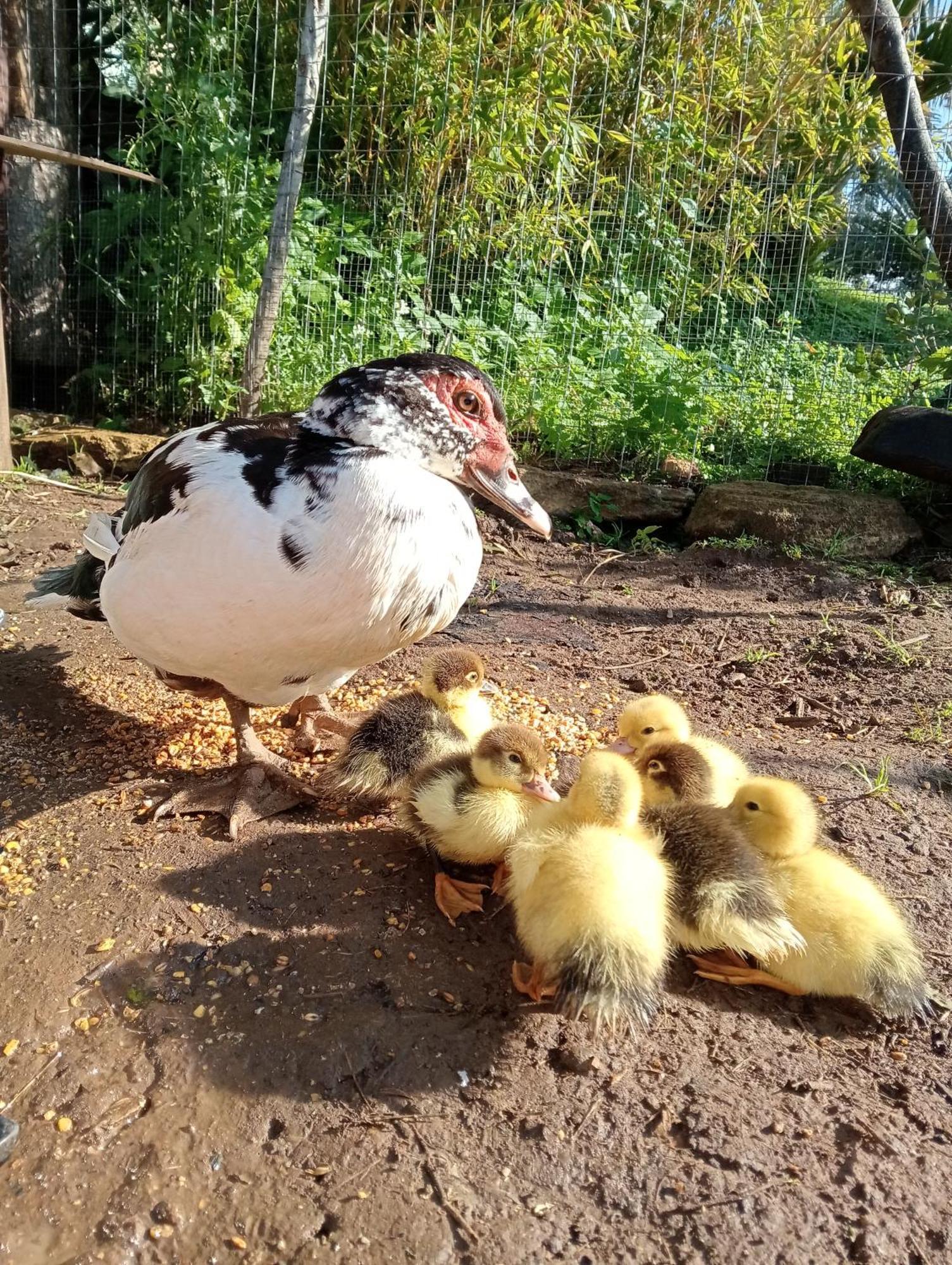 La Finestra Sul Limone Bed & Breakfast Castelvetrano Dış mekan fotoğraf
